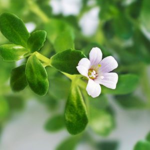 Bacopa monnieri, Herb-of-Grace, Water Hyssop, Coastal Water-Hyssop, Water Purslane, Brahmi, Thyme-Leafed Gratiola, Indian Pennywort, Bramia monnieri, Lysimachia monnieri, White Flowers