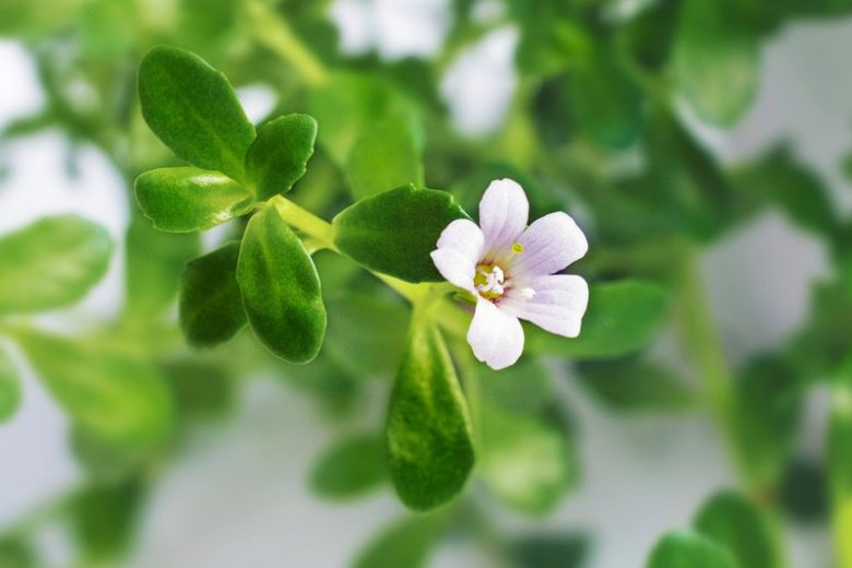 Bacopa monnieri, Herb-of-Grace, Water Hyssop, Coastal Water-Hyssop, Water Purslane, Brahmi, Thyme-Leafed Gratiola, Indian Pennywort, Bramia monnieri, Lysimachia monnieri, White Flowers