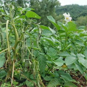Bacterial Wilt, Identify Bacterial Wilt, Bacterial Wilt Symptoms, Prevent Bacterial Wilt, Treat Bacterial Wilt