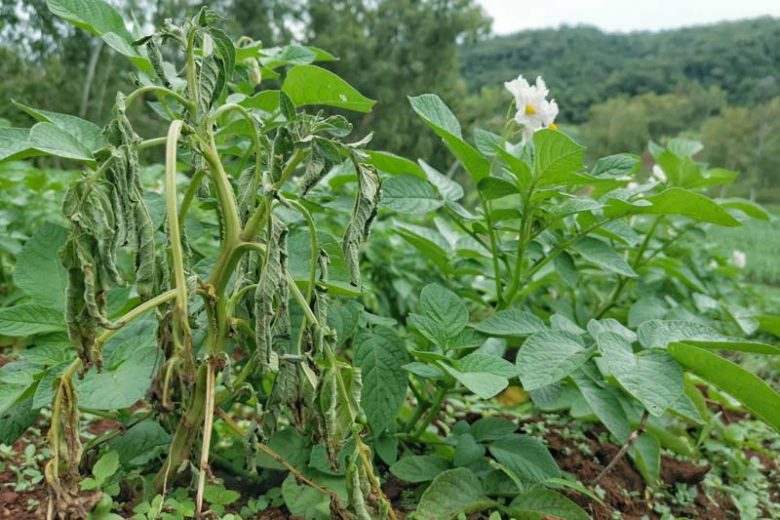 Bacterial Wilt, Identify Bacterial Wilt, Bacterial Wilt Symptoms, Prevent Bacterial Wilt, Treat Bacterial Wilt
