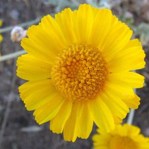 Baileya multiradiata, Desert Marigold, Showy Desert Marigold, Paper Daisy, Desert Baileya, Baileya multiradiata var. thurberi, yellow flowers