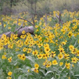 Balsamorhiza sagittata, Arrowleaf Balsamroot, Arrow-leaf Balsamroot, Breadroot, Oregon Sunflower, Spring Sunflower, Bupthalmium sagittatum, Yellow Flowers, Yellow Perennials