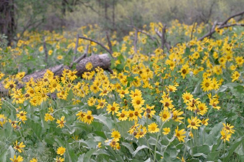 Balsamorhiza sagittata, Arrowleaf Balsamroot, Arrow-leaf Balsamroot, Breadroot, Oregon Sunflower, Spring Sunflower, Bupthalmium sagittatum, Yellow Flowers, Yellow Perennials