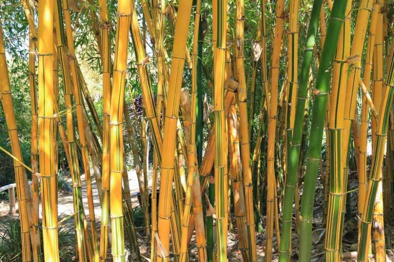 Bambusa vulgaris 'Vittata', Painted Bamboo, Bambusa vulgaris 'Striata', Clump-Forming Bamboo, Evergreen Bamboo, Shade plants, shade perennial, plants for shade, plants for wet soil