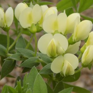 Baptisia bracteata, Plains Wild Indigo, Longbract Wild Indigo, False Indigo, Cream Wild Indigo, Yellow flowers, Cream perennials