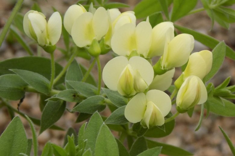 Baptisia bracteata, Plains Wild Indigo, Longbract Wild Indigo, False Indigo, Cream Wild Indigo, Yellow flowers, Cream perennials