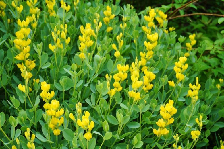 Baptisia sphaerocarpa, Bush Pea, Green Wild Indigo, Yellow Wild Indigo, Yellow Wisteria, Baptisia viridis, Yellow flowers, Yellow perennials