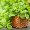 Learn how to plant, grow and harvest basil and add flavor to your favorite recipes