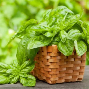 Learn how to plant, grow and harvest basil and add flavor to your favorite recipes