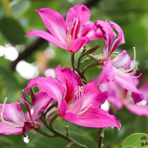 Bauhinia x blakeana, Hong Kong Orchid Tree, Blake's Bauhinia, Pink Flowers, Evergreen Tree