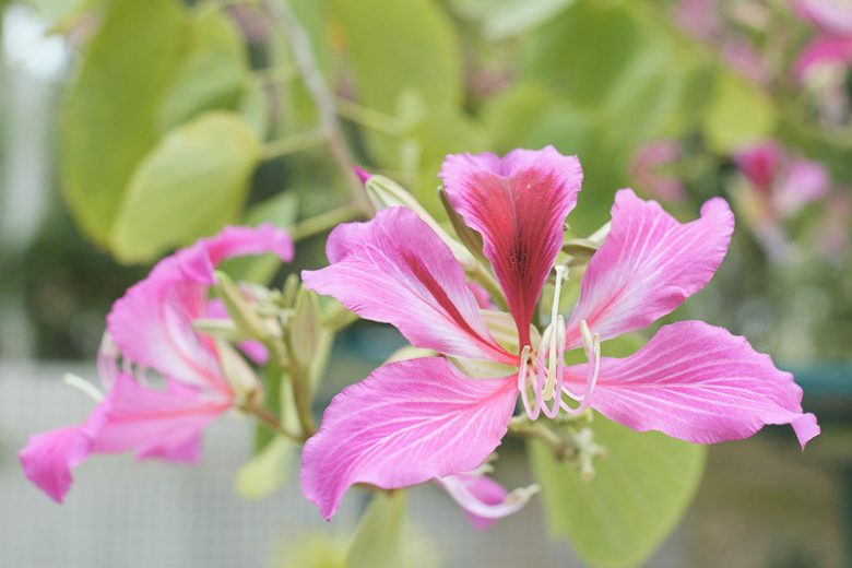 Bauhinia variegata, Purple Orchid Tree, Orchid Tree, Ebony Wood, Mountain Ebony, Camel's Foot Tree, Kuchnar, Pink Flowers, Evergreen Tree