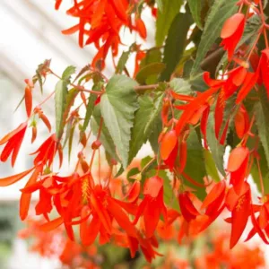 Begonia boliviensis Encanto Orange, Begonia Encanto Orange, Begonias care, Tuberous begonias, container plants, summer flower bulbs, shade plants, Shade flowers, shade loving plants, shade loving flowers