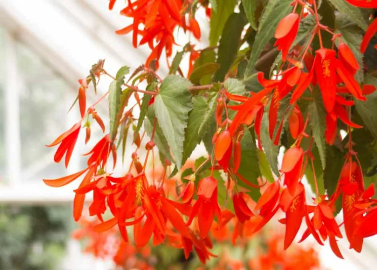 Begonia boliviensis Encanto Orange, Begonia Encanto Orange, Begonias care, Tuberous begonias, container plants, summer flower bulbs, shade plants, Shade flowers, shade loving plants, shade loving flowers