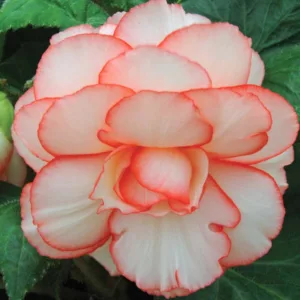 Begonia 'Picotee Calypso', Tuberhybrida Begonia 'Picotee Calypso ', Picotee Begonias, Tuberous Begonias, Cream Begonias, Bicolor Begonias, shade loving plants, summer flower bulbs, shade plants, Shade flowers