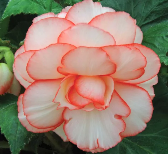 Begonia 'Picotee Calypso', Tuberhybrida Begonia 'Picotee Calypso ', Picotee Begonias, Tuberous Begonias, Cream Begonias, Bicolor Begonias, shade loving plants, summer flower bulbs, shade plants, Shade flowers
