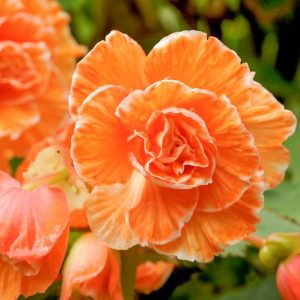 Begonia 'Picotee Lace Apricot', Picotee Lace Apricot Begonia, Tuberhybrida Begonia 'Picotee Lace Apricot', Amerihybrid Tuberous Begonias Lace Apricot, Laced Tuberous Begonia, shade loving plants, summer flower bulbs, shade plants, Shade flowers, Apricot flower, Apricot Begonia