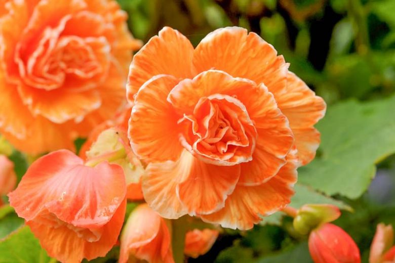 Begonia 'Picotee Lace Apricot', Picotee Lace Apricot Begonia, Tuberhybrida Begonia 'Picotee Lace Apricot', Amerihybrid Tuberous Begonias Lace Apricot, Laced Tuberous Begonia, shade loving plants, summer flower bulbs, shade plants, Shade flowers, Apricot flower, Apricot Begonia
