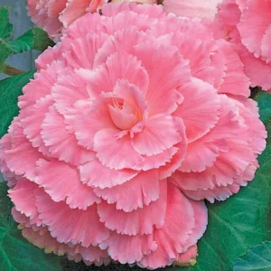 Begonia 'Picotee Lace Pink', Picotee Lace Pink Begonia, Tuberhybrida Begonia 'Picotee Lace Pinkd', Amerihybrid Tuberous Begonias Lace Pink, Laced Tuberous Begonia, shade loving plants, summer flower bulbs, shade plants, Shade flowers,