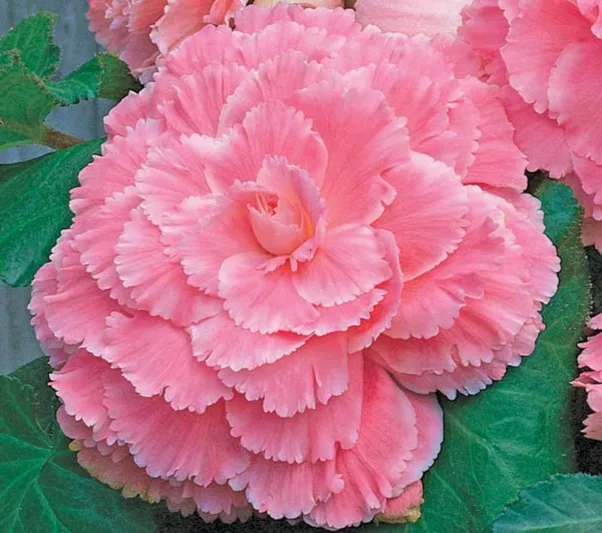 Begonia 'Picotee Lace Pink', Picotee Lace Pink Begonia, Tuberhybrida Begonia 'Picotee Lace Pinkd', Amerihybrid Tuberous Begonias Lace Pink, Laced Tuberous Begonia, shade loving plants, summer flower bulbs, shade plants, Shade flowers,