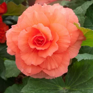 Begonia 'Roseform Peach', Tuberhybrida Begonia 'Roseform Peach', Double Begonias, Tuberous Begonias, Peach Begonias, Orange Begonias, shade loving plants, summer flower bulbs, shade plants, Shade flowers