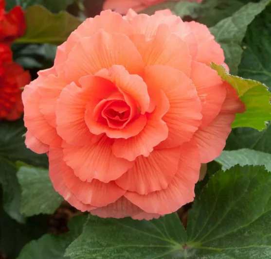 Begonia 'Roseform Peach', Tuberhybrida Begonia 'Roseform Peach', Double Begonias, Tuberous Begonias, Peach Begonias, Orange Begonias, shade loving plants, summer flower bulbs, shade plants, Shade flowers