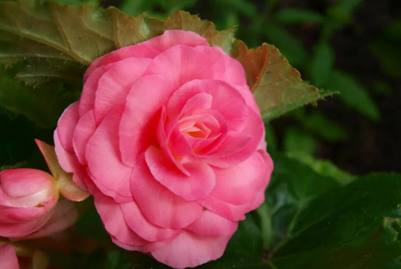 Begonia 'Roseform Rose', Tuberhybrida Begonia 'Roseform Rose', Double Begonias, Tuberous Begonias, Pink Begonias, shade loving plants, summer flower bulbs, shade plants, Shade flowers