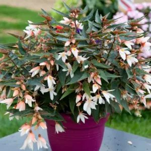 Begonia boliviensis Bossa Nova Pure White, Begonia Bossa Nova Pure White, Begonias care, Tuberous begonias, container plants, summer flower bulbs, shade plants, Shade flowers, shade loving plants, shade loving flowers