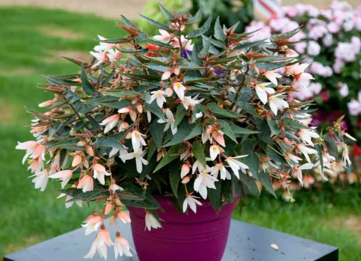 Begonia boliviensis Bossa Nova Pure White, Begonia Bossa Nova Pure White, Begonias care, Tuberous begonias, container plants, summer flower bulbs, shade plants, Shade flowers, shade loving plants, shade loving flowers