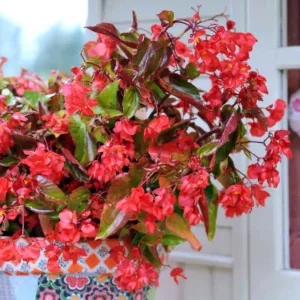 Begonia 'Dragon Wing', 'Dragon Wing' Begonia, Tuberous Begonia, 'Angel-Wing' Begonia, Begonia Hybrid, shade loving plants, summer flower bulbs, shade plants, Shade flowers, shade loving flowers