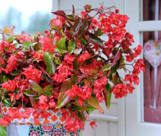Begonia 'Dragon Wing', 'Dragon Wing' Begonia, Tuberous Begonia, 'Angel-Wing' Begonia, Begonia Hybrid, shade loving plants, summer flower bulbs, shade plants, Shade flowers, shade loving flowers