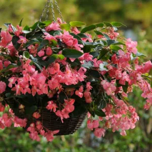 Begonia 'Dragon Wing Pink', 'Pink Dragon Wing' Begonia, Tuberous Begonia, 'Angel-Wing' Begonia, Begonia Hybrid, shade loving plants, summer flower bulbs, shade plants, Shade flowers, shade loving flowers