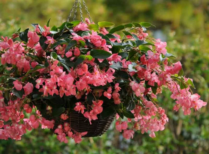 Begonia 'Dragon Wing Pink', 'Pink Dragon Wing' Begonia, Tuberous Begonia, 'Angel-Wing' Begonia, Begonia Hybrid, shade loving plants, summer flower bulbs, shade plants, Shade flowers, shade loving flowers