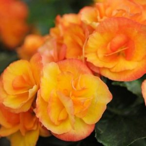 Begonia 'Nonstop Fire', Tuberhybrida Begonia Nonstop Fire, Fire Non Stop Begonia, Begonia Non Stop Fire, shade loving plants, summer flower bulbs, shade plants, Shade flowers, shade loving flowers