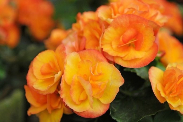 Begonia 'Nonstop Fire', Tuberhybrida Begonia Nonstop Fire, Fire Non Stop Begonia, Begonia Non Stop Fire, shade loving plants, summer flower bulbs, shade plants, Shade flowers, shade loving flowers