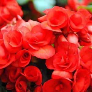 Begonia 'Nonstop Red', Tuberhybrida Begonia Nonstop Red, Red Non Stop Begonia, Begonia Non Stop Red, shade loving plants, summer flower bulbs, shade plants, Shade flowers, shade loving flowers