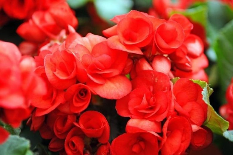 Begonia 'Nonstop Red', Tuberhybrida Begonia Nonstop Red, Red Non Stop Begonia, Begonia Non Stop Red, shade loving plants, summer flower bulbs, shade plants, Shade flowers, shade loving flowers