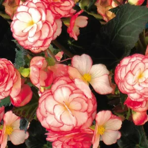 Begonia 'Nonstop Rose Petticoat', Tuberhybrida Begonia Nonstop Rose Petticoat, Rose Petticoat Non Stop Begonia, Begonia Non Stop Rose Petticoat, shade loving plants, summer flower bulbs, shade plants, Shade flowers, shade loving flowers