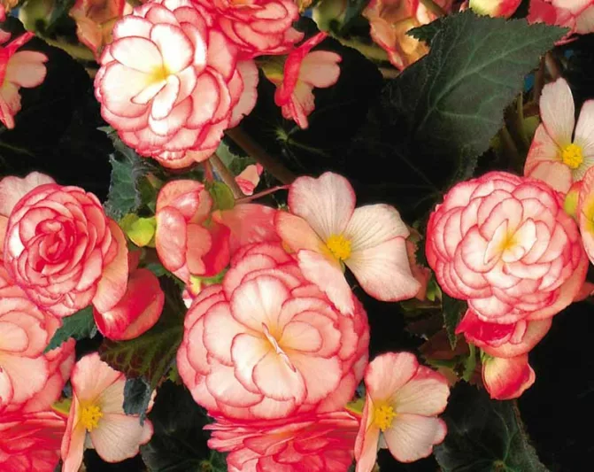 Begonia 'Nonstop Rose Petticoat', Tuberhybrida Begonia Nonstop Rose Petticoat, Rose Petticoat Non Stop Begonia, Begonia Non Stop Rose Petticoat, shade loving plants, summer flower bulbs, shade plants, Shade flowers, shade loving flowers