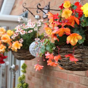 Begonia, Angel Wing Begonia, Rex Begonia, Tuberous Begonia, Wax Begonia, Hardy Begonia, Begonia grandis, Begonia boliviensis