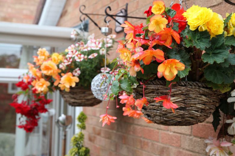 Begonia, Angel Wing Begonia, Rex Begonia, Tuberous Begonia, Wax Begonia, Hardy Begonia, Begonia grandis, Begonia boliviensis