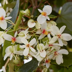 Begonia solananthera, Brazilian Heart Begonia, shade loving plants, summer flower bulbs, shade plants, Shade flowers, shade loving flowers