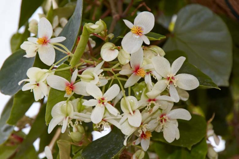 Begonia solananthera, Brazilian Heart Begonia, shade loving plants, summer flower bulbs, shade plants, Shade flowers, shade loving flowers