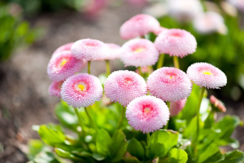 Bellis perennis 'Pomponette', English Daisy 'Pomponette', Pomponette Series, Shade plants, shade perennial, Pink flowers