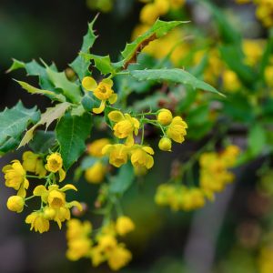 Berberis Koreana, Nevin's Barberry, Mahonia nevinii, Odostemon nevinii, Berries, Shrub with Berries, Evergreen Shrub, Red Berries, Flowering Shrub