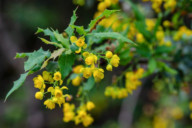 Berberis Koreana, Nevin's Barberry, Mahonia nevinii, Odostemon nevinii, Berries, Shrub with Berries, Evergreen Shrub, Red Berries, Flowering Shrub