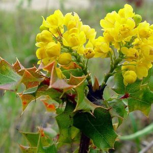 Berberis pinnata, Coast Barberry, California Barberry, Shiny-leaf Mahonia, Shinyleaf Mahonia, Wavyleaf Barberry, Mahonia pinnata, Blue berries, Yellow Flowers, evergreen shrub
