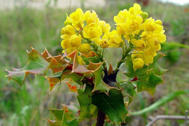 Berberis pinnata, Coast Barberry, California Barberry, Shiny-leaf Mahonia, Shinyleaf Mahonia, Wavyleaf Barberry, Mahonia pinnata, Blue berries, Yellow Flowers, evergreen shrub
