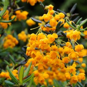 Berberis stenophylla, Golden Barberry, Narrow-Leaved Barberry, Shrub with Berries, Evergreen Shrub, Red Berries, Flowering Shrub, Yellow Flowers