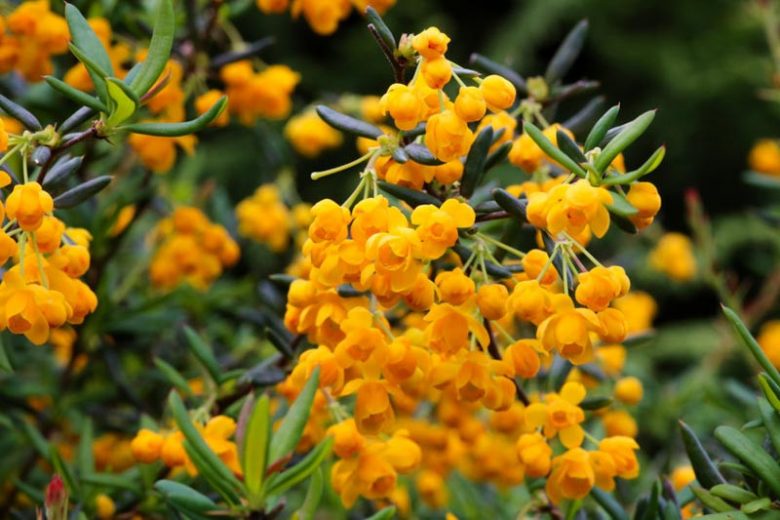 Berberis stenophylla, Golden Barberry, Narrow-Leaved Barberry, Shrub with Berries, Evergreen Shrub, Red Berries, Flowering Shrub, Yellow Flowers