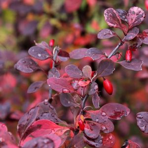 Berberis Thunbergii 'Crimson Pygmy', Japanese Barberry 'Crimson Pygmy', 'Crimson Pygmy' Dwarf Japanese Barberry,  'Crimson Pygmy' Barberry, Berberis thunbergii f. atropurpurea 'Crimson Pygmy', Purpleleaf Japanese Barberry, Berberis thunbergii f. atropurpurea 'Atropurpurea Nana', Japanese barberry 'Atropurpurea Nana'